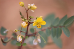 Senna planitiicola