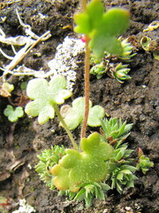 Saxifraga cernua