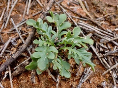 Goodenia pinnatifida
