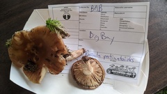 Russula pectinatoides