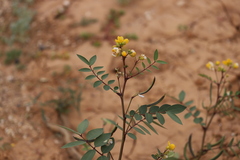 Senna planitiicola