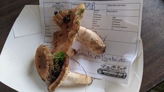 Russula pectinatoides