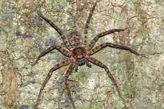 Heteropoda procera