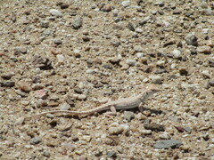 Meroles suborbitalis