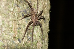 Heteropoda procera