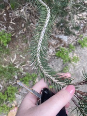 Melaleuca rupestris