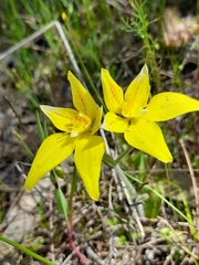 Caladenia flava flava
