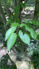 Carpinus caroliniana