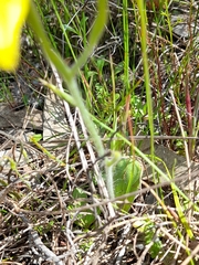 Caladenia flava flava
