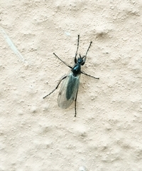 Bibioninae