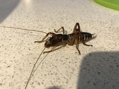 Hemideina crassidens