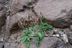 Oxytropis tichomirovii