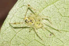 Thwaitesia nigronodosa