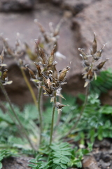 Oxytropis tichomirovii