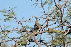 Toxostoma bendirei