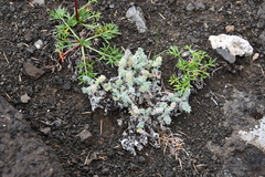 Oxytropis putoranica