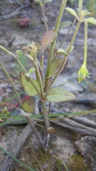 Hemimeris racemosa