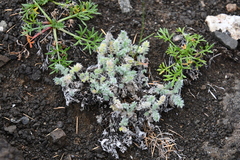 Oxytropis putoranica
