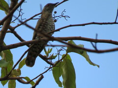 Chrysococcyx minutillus
