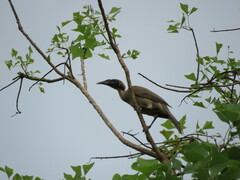 Philemon buceroides yorki