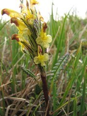 Pedicularis oederi