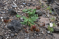 Astragalus tugarinovii