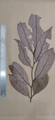 Cryptocarya wightiana
