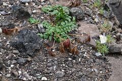 Astragalus tugarinovii
