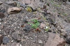 Astragalus tugarinovii