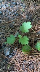 Crataegus marshallii