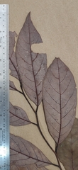 Cryptocarya wightiana