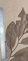 Cryptocarya wightiana