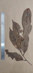 Cryptocarya wightiana