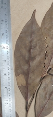 Cryptocarya wightiana
