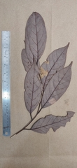 Cryptocarya wightiana