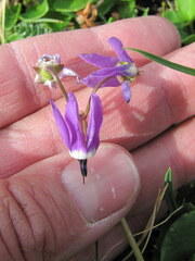 Primula frigida