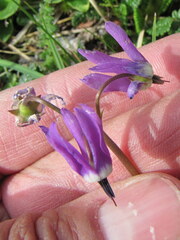 Primula frigida