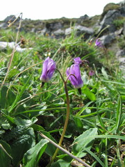 Primula frigida