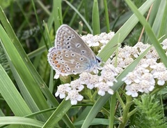 Polyommatus icarus