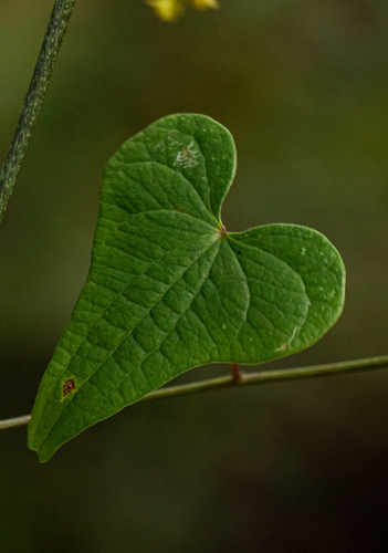 Dioscorea sylvatica image