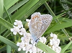 Polyommatus icarus