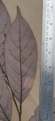 Cryptocarya wightiana