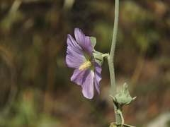 Alcea setosa