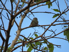 Chrysococcyx minutillus