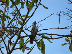 Chrysococcyx minutillus