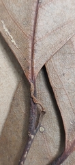 Cryptocarya wightiana