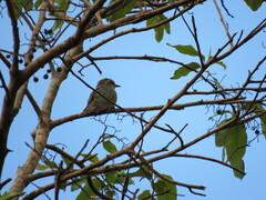 Chrysococcyx minutillus