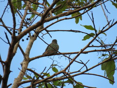 Chrysococcyx minutillus