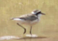 Charadrius sanctaehelenae