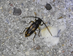 Tylonotus bimaculatus